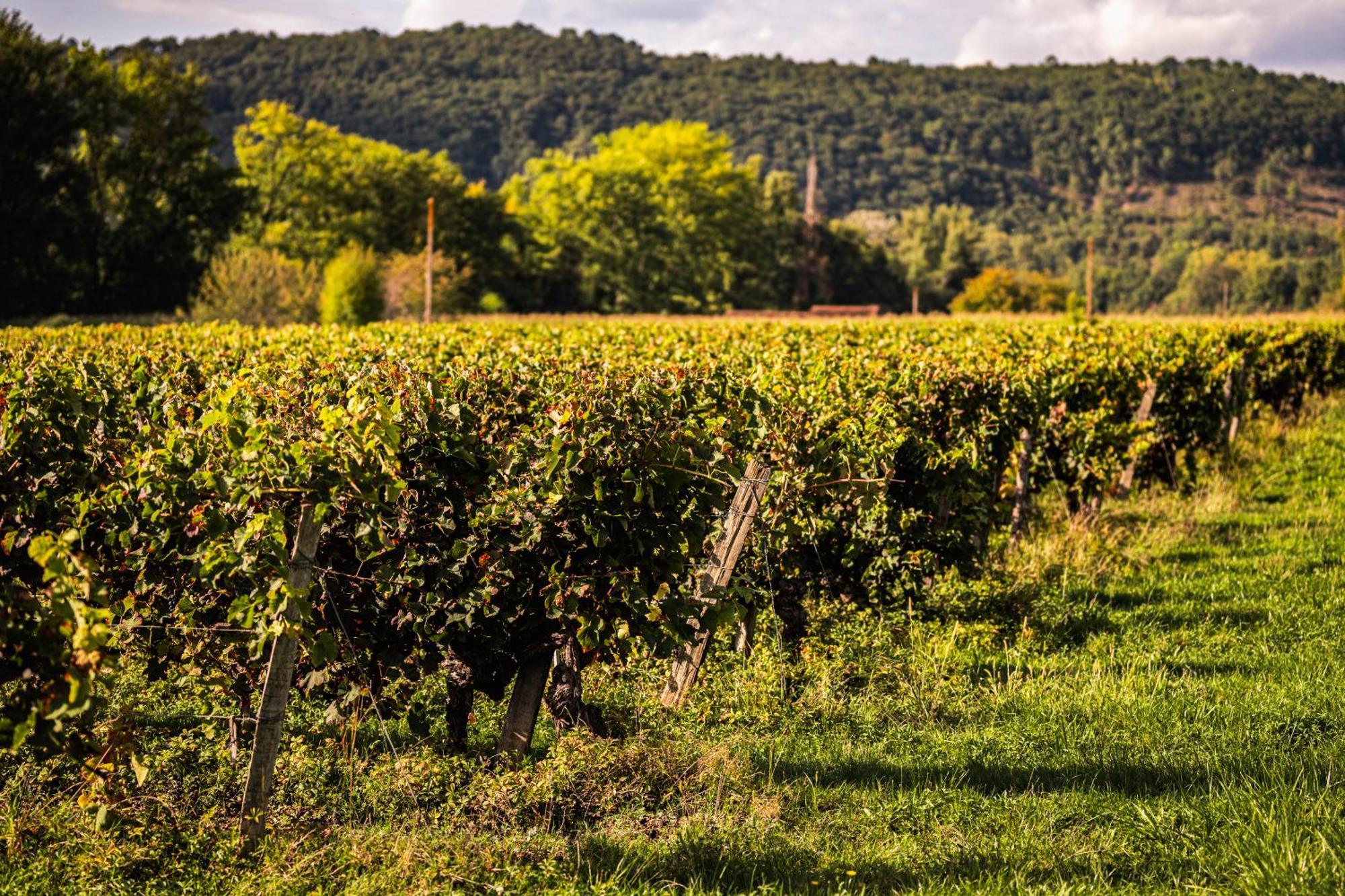 Chateau La Gineste - Castle And Vineyard Duravel Экстерьер фото